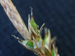 Carex lucorum
