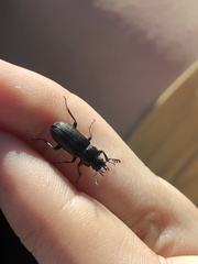 Platycerus depressus