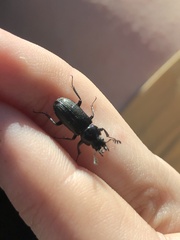 Platycerus depressus