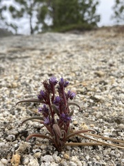 Phacelia quickii