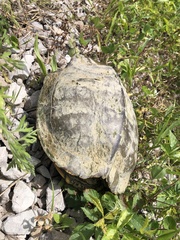 Graptemys geographica