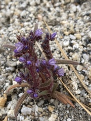 Phacelia quickii