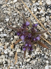 Phacelia quickii