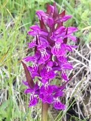 Dactylorhiza lapponica