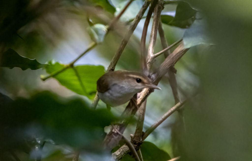 Timor Stubtail photo