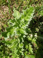 Cirsium arvense
