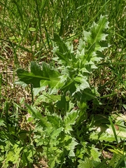 Cirsium arvense