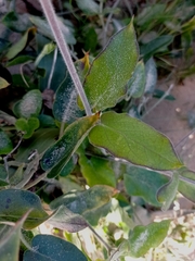 Oxypetalum tomentosum