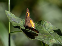 Ypthima aphnius