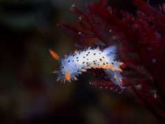 Crimora coneja