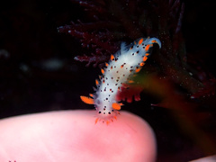 Crimora coneja