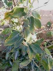 Oxypetalum tomentosum