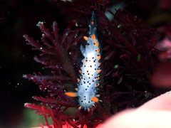 Crimora coneja