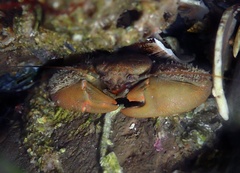 Petrolisthes cabrilloi