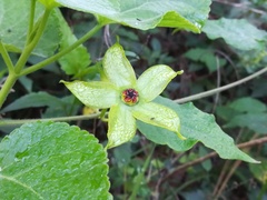 Gonolobus erianthus