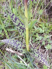 Dactylorhiza lapponica