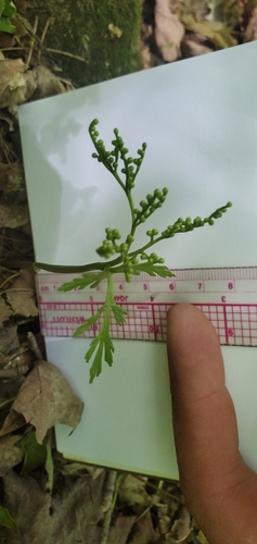 Image of Botrychium angustisegmentum by (c) Sarah Johnson, some rights reserved (CC BY)