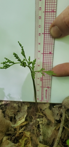 Image of Botrychium angustisegmentum by (c) Sarah Johnson, some rights reserved (CC BY)