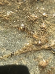 Rhyacophiloidea