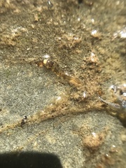 Rhyacophiloidea