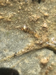 Rhyacophiloidea