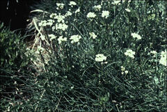 Cardamine lilacina