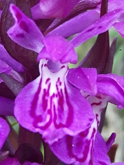 Dactylorhiza lapponica