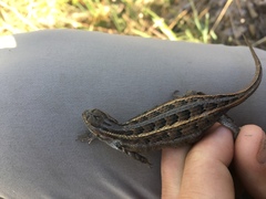 Sceloporus slevini