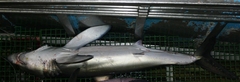 Isurus paucus