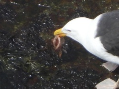 Myoxocephalus