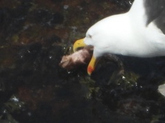 Myoxocephalus