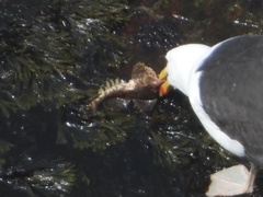 Myoxocephalus