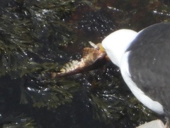 Myoxocephalus