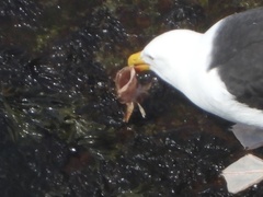 Myoxocephalus
