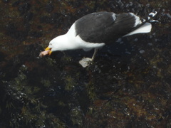 Myoxocephalus