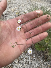 Ivesia santolinoides