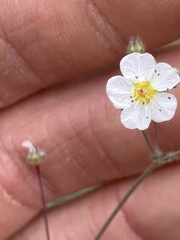 Ivesia santolinoides