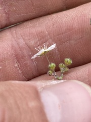 Ivesia santolinoides