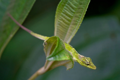 Anolis umbrivagus