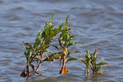 Persicaria ferruginea