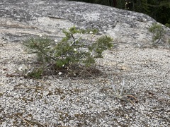 Ivesia santolinoides