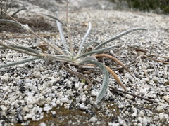 Ivesia santolinoides