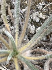 Ivesia santolinoides