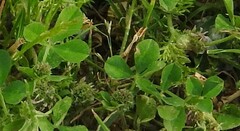 Trifolium glomeratum
