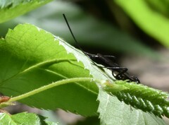 Echthrus niger