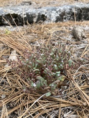 Phacelia austromontana