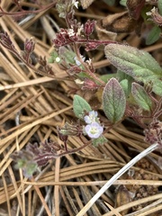 Phacelia austromontana