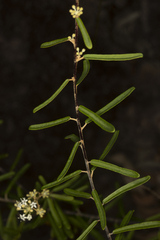 Astrotricha longifolia