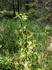 Salix pyrifolia