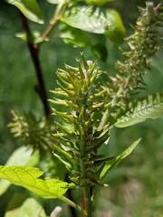 Salix pyrifolia